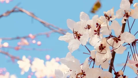 White flower on blur background Stock Footage 170756679