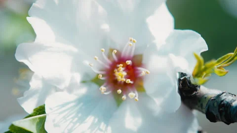 White flower on a branch Stock Footage 275627357