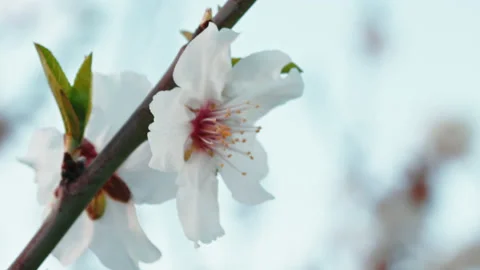 White flower on branch tree Stock Footage 232987486