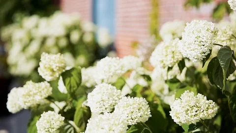 White flower on brick wall 動画素材 96039996