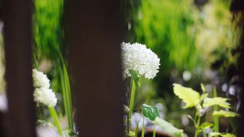 White flower at a brook Video stock 118252363