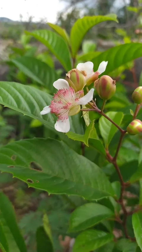 White Flower Bud and Bloom - Tropical Plant Vertical B-Roll Stock Footage 336654054