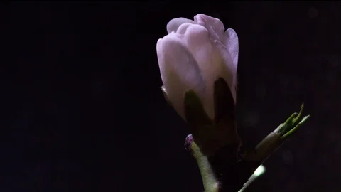 White flower bud bloom side view timelapse Stock Footage 106205796