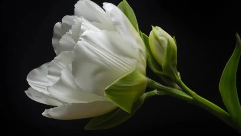 White Flower Bud Opening in Side View Time-lapse Video stock 312816455