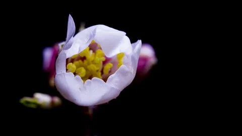 A white flower bud opens on a black background Stock Footage 91397079