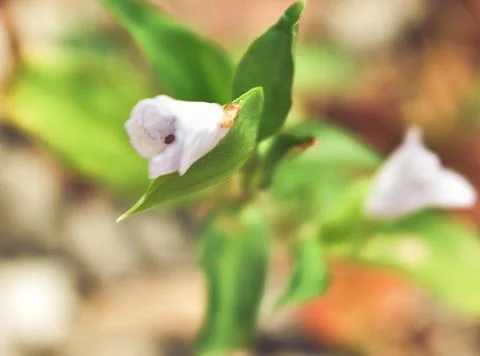 White flower bud 스톡 사진