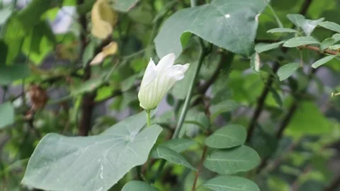White Flower Bud Swaying in The Wind Bokeh Stock Footage 238043887