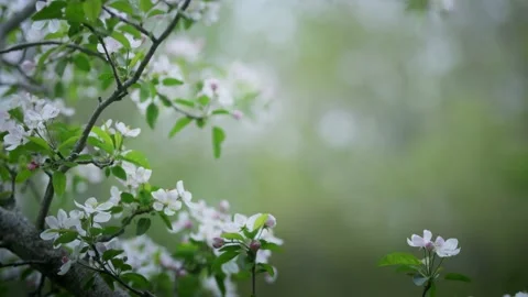 White flower buds of apple tree swinging in wind by woods (Madison, CT) Stock-Footage 153950268