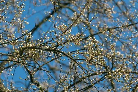 White flower buds on a tree. Spring background. Stock Photos