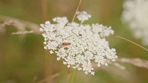 A white flower with a bug on it Stock Footage 298061519