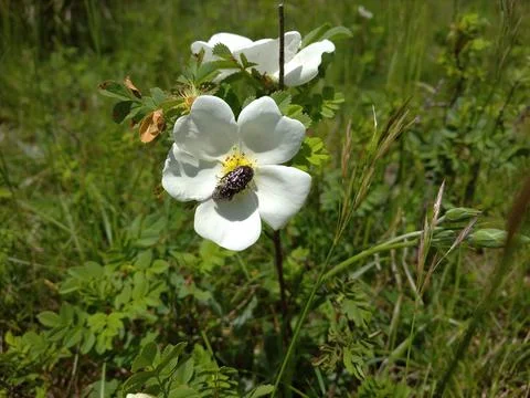 A white flower with the bug Stock Photos