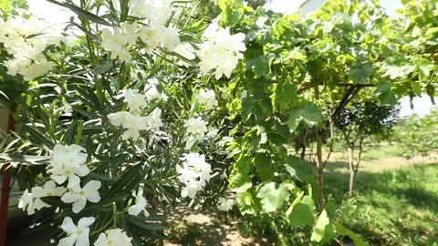 White flower on a bush 2 Stock-Footage 333136414
