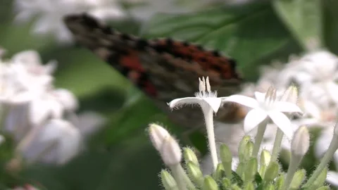 White flower with a butterfly back drop Stock Footage 154762500