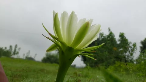 White flower of cactus. Stock Footage 157014222