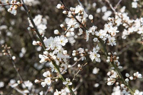 White flower of Cherry Plum tree (also known as Prunus cerasifera) Stock Photos
