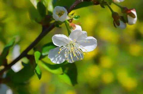 White flower of a cherry tree Stock Photos