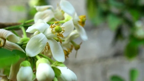 White Flower Citrus Stock Footage 117113147