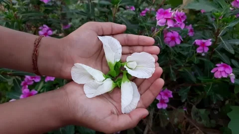 White  flower of Clitoria ternatea. Stock Footage 139029269