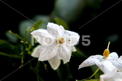 White flower close up with dark black background. Shallow dof. Stock Photos