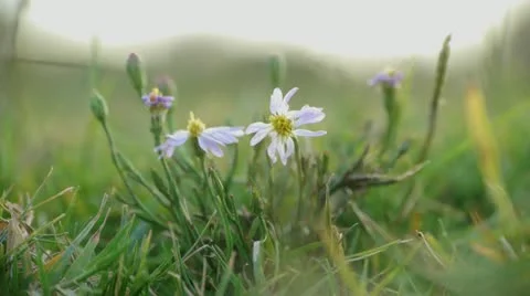 White Flower Close Up Video stock 12384478
