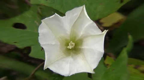 White flower close up Video stock 12427350