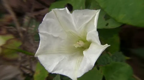 White flower close up Video stock 12427407