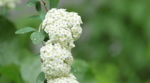 White flower close up Stock Footage 27788550