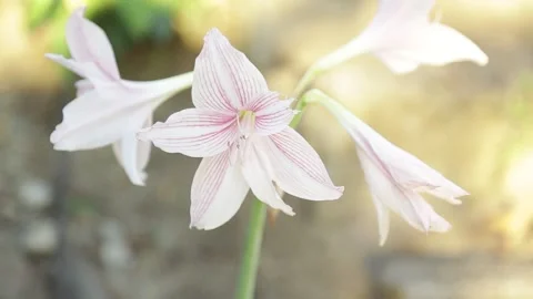White flower close up intercut shot Video stock 313311188