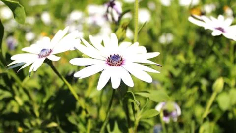 White flower close up Stock Photos