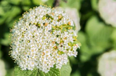 White flower close up Stock Photos