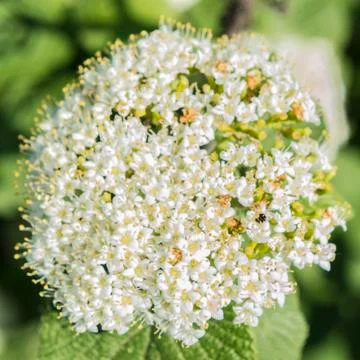 White flower close up Stock Photos