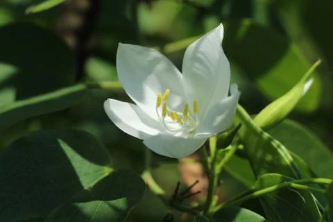 White flower close up Foto stock