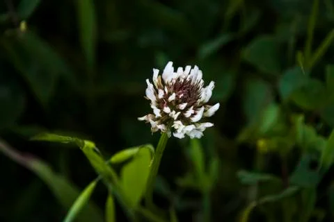 White flower close up Stockfoto's