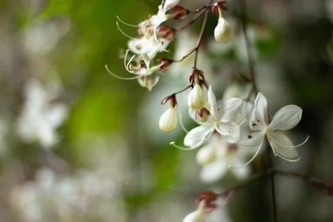 White flower close up Stock Photos