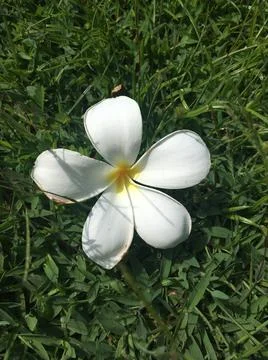 White flower Close up Stock Photos