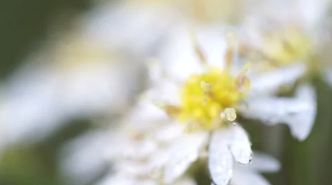 White flower closeup Stock Footage 66766064