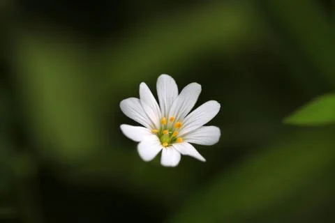 White flower closeup 스톡 사진