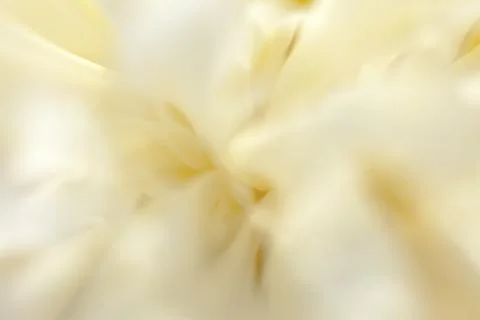 White flower closeup Stock Photos