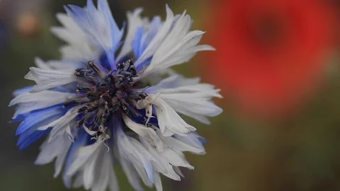 White Flower CloseUp in the Wind Stock Footage 128045184