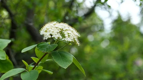 White flower cluster and leaves of Black Elder plant during spring season, 4K Stock Footage 106948167