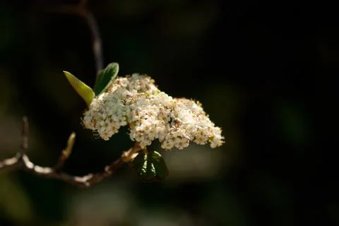 White Flower Cluster . Stock Photos