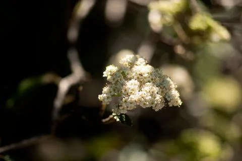 White Flower Cluster On Tree Stock Photos