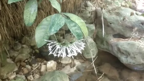 White Flower Cluster in the Wild Видео 334663213