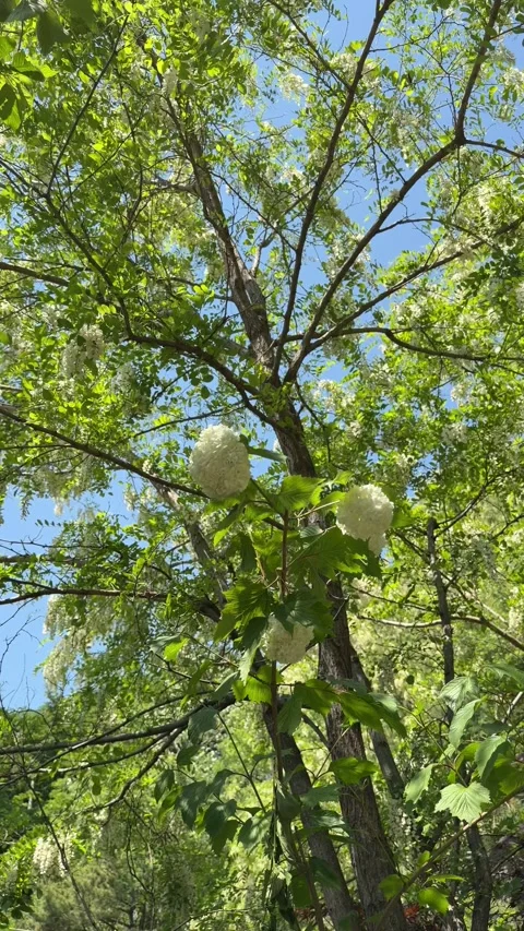 White Flower Clusters and Sunlit Leaves Swaying in Summer Sky Stock Footage 340408573