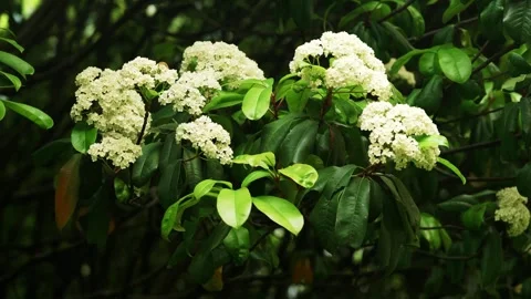 White Flower Clusters Blooming on Glossy Green Shrub Stock Footage 332681839