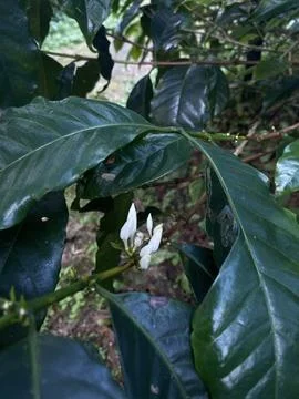 White flower coffee on the tree Stock Photos