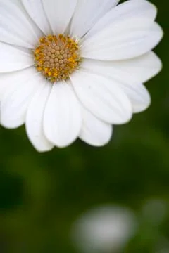 White flower with copyspace Stock Photos