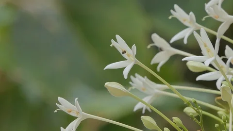 White flower of Cork Tree in the wind. Stock Footage 101555954