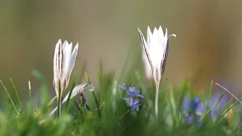 White flower of Crocus danubensis or reticulates in spring Stock Footage 150901926