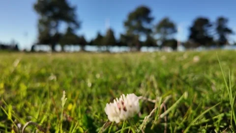 White flower with a crp Stock Footage 271365086